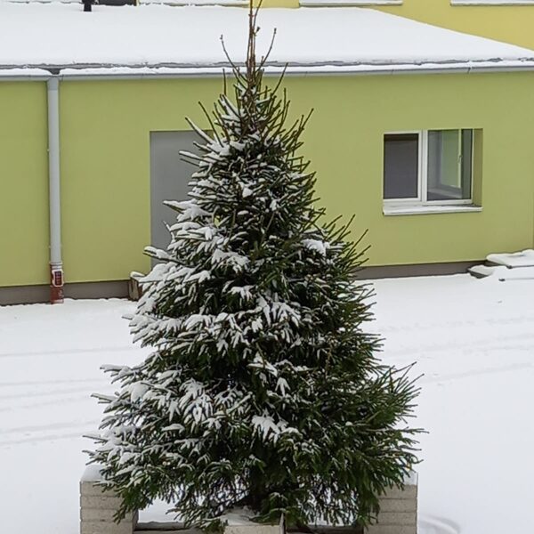 Ziemassvētku egle 4m