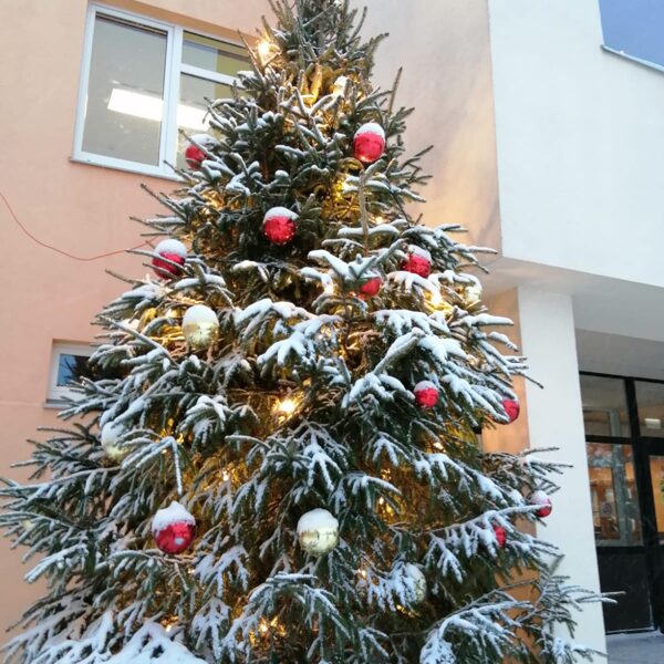 Ziemassvētku egle 4.5m