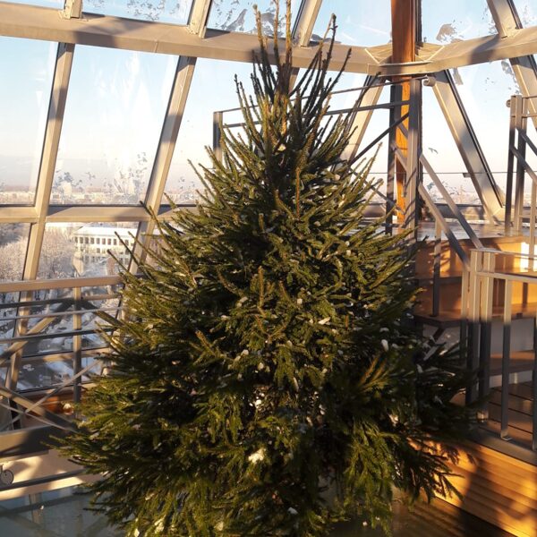 Ziemasssvētku eglīte 2.5m