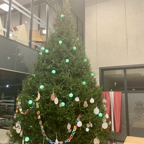 Ziemassvētku egle 6m