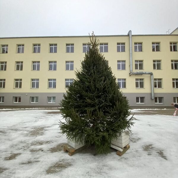 Ziemassvētku egle 4m