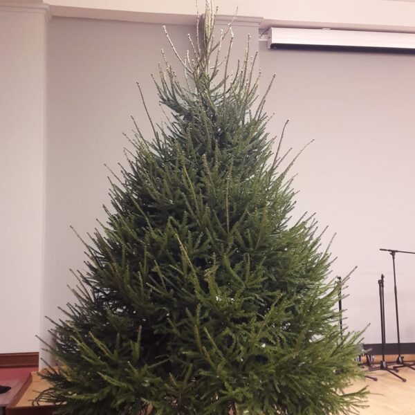 Ziemassvētku egle 3m