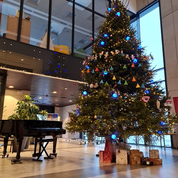 Ziemassvētku egle 6m