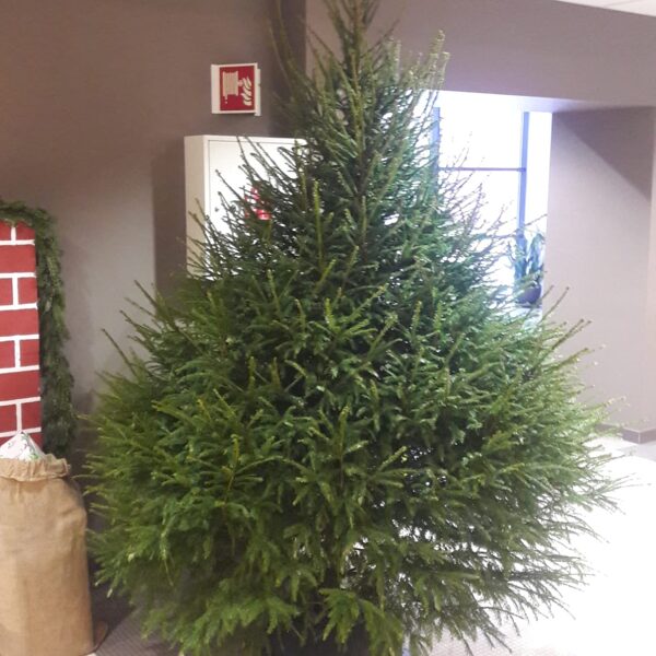 Ziemassvētku eglīte 2.5m