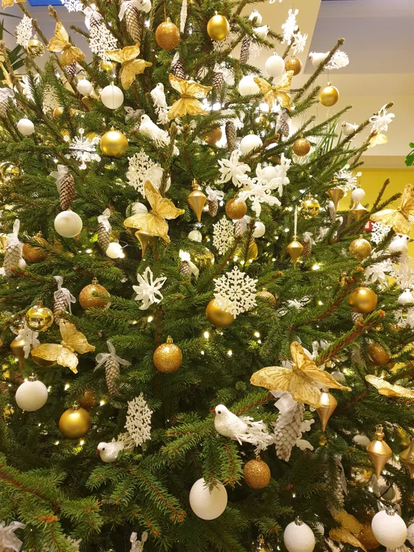 Ziemas baltā egle