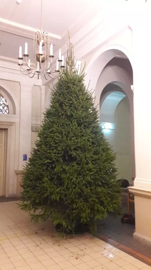 Ziemassvētku egle 4m