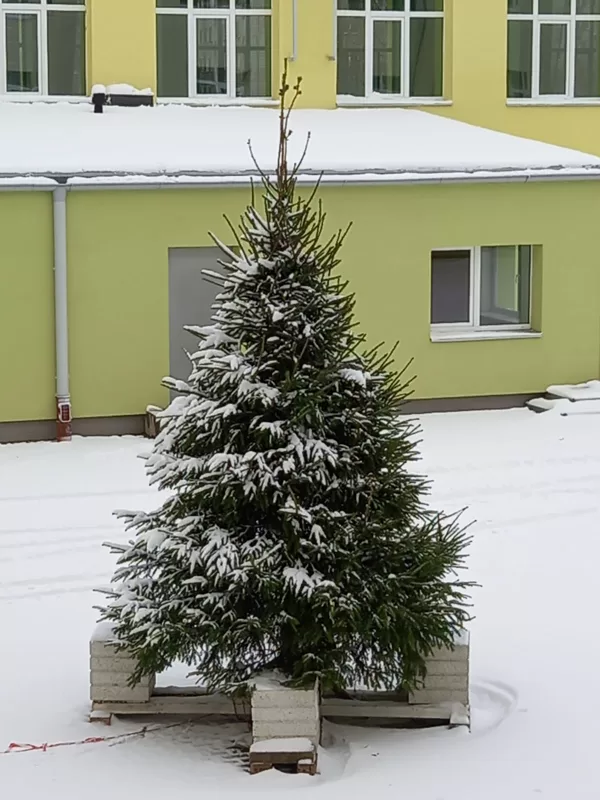Ziemassvētku egle 4m