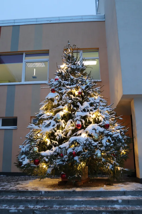 Ziemassvētku egle 4.5m
