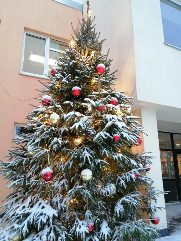 Ziemassvētku egle 4.5m