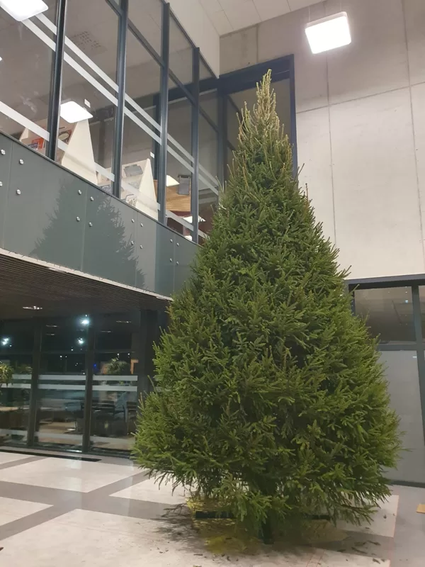 Ziemassvētku egle 6m
