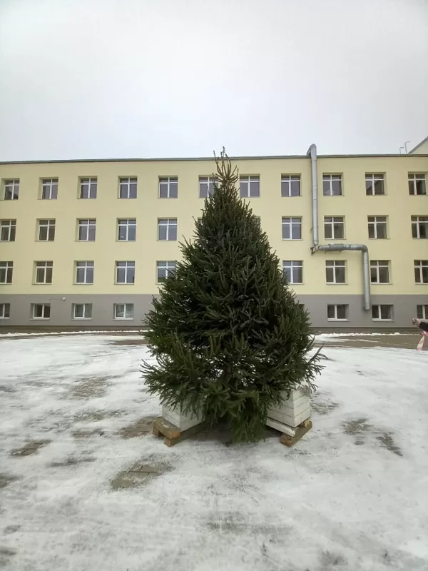 Ziemassvētku egle 4m