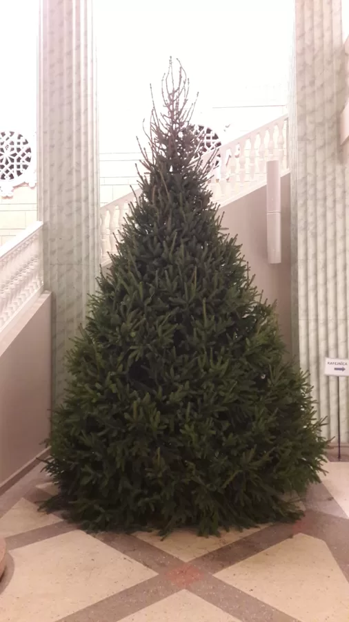 Ziemassvētku egle 4.5m