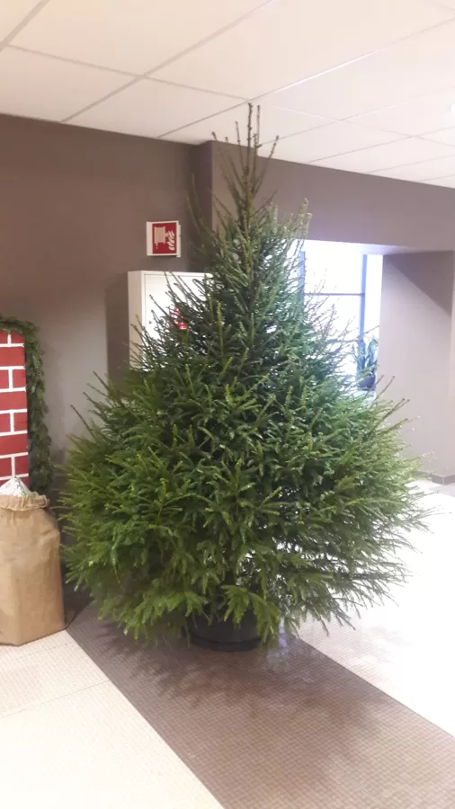 Ziemassvētku eglīte 2.5m