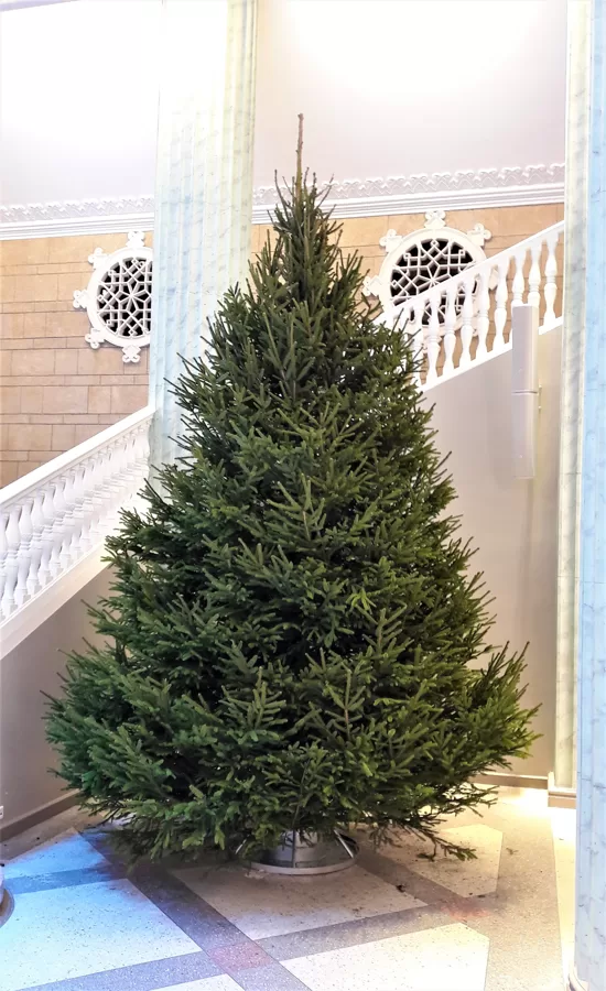 Ziemassvētku egle 4.5m